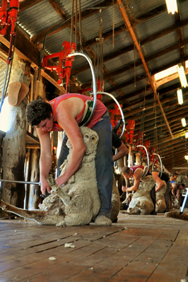 Steam Plains Shearing 022144  © Claire Parks Photography 